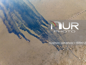 Wild elks run and forage in Dongtaitiaozini Wetland in Yancheng City, Jiangsu Province, China, on October 20, 2024. (