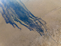 Wild elks run and forage in Dongtaitiaozini Wetland in Yancheng City, Jiangsu Province, China, on October 20, 2024. (