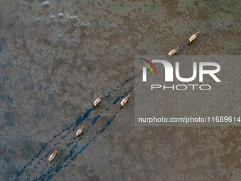 Wild elks run and forage in Dongtaitiaozini Wetland in Yancheng City, Jiangsu Province, China, on October 20, 2024. (