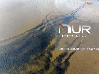 Wild elks run and forage in Dongtaitiaozini Wetland in Yancheng City, Jiangsu Province, China, on October 20, 2024. (