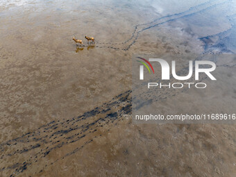 Wild elks run and forage in Dongtaitiaozini Wetland in Yancheng City, Jiangsu Province, China, on October 20, 2024. (