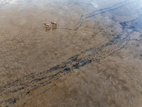 Wild elks run and forage in Dongtaitiaozini Wetland in Yancheng City, Jiangsu Province, China, on October 20, 2024. (