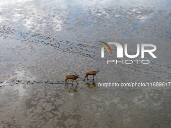 Wild elks run and forage in Dongtaitiaozini Wetland in Yancheng City, Jiangsu Province, China, on October 20, 2024. (