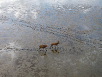 Wild elks run and forage in Dongtaitiaozini Wetland in Yancheng City, Jiangsu Province, China, on October 20, 2024. (