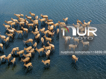 Wild elks run and forage in Dongtaitiaozini Wetland in Yancheng City, Jiangsu Province, China, on October 20, 2024. (