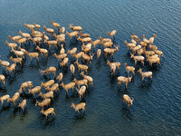 Wild elks run and forage in Dongtaitiaozini Wetland in Yancheng City, Jiangsu Province, China, on October 20, 2024. (