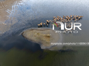 Wild elks run and forage in Dongtaitiaozini Wetland in Yancheng City, Jiangsu Province, China, on October 20, 2024. (