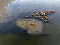 Wild elks run and forage in Dongtaitiaozini Wetland in Yancheng City, Jiangsu Province, China, on October 20, 2024. (