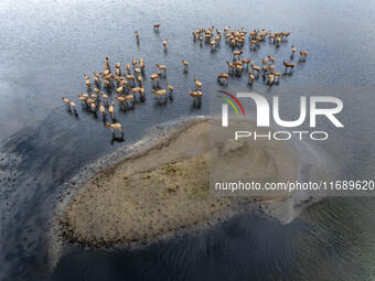 Wild elks run and forage in Dongtaitiaozini Wetland in Yancheng City, Jiangsu Province, China, on October 20, 2024. (