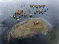 Wild elks run and forage in Dongtaitiaozini Wetland in Yancheng City, Jiangsu Province, China, on October 20, 2024. (