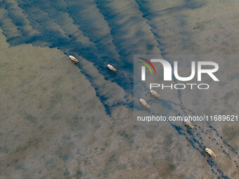 Wild elks run and forage in Dongtaitiaozini Wetland in Yancheng City, Jiangsu Province, China, on October 20, 2024. (