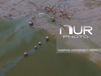 Wild elks run and forage in Dongtaitiaozini Wetland in Yancheng City, Jiangsu Province, China, on October 20, 2024. (