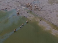 Wild elks run and forage in Dongtaitiaozini Wetland in Yancheng City, Jiangsu Province, China, on October 20, 2024. (