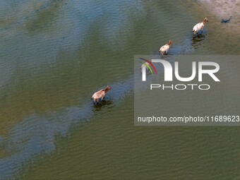 Wild elks run and forage in Dongtaitiaozini Wetland in Yancheng City, Jiangsu Province, China, on October 20, 2024. (