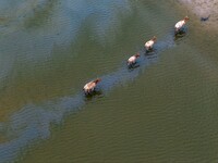 Wild elks run and forage in Dongtaitiaozini Wetland in Yancheng City, Jiangsu Province, China, on October 20, 2024. (