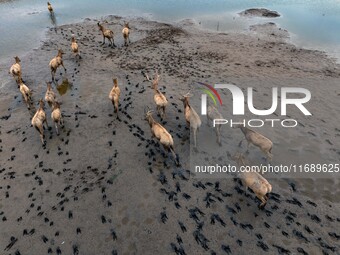 Wild elks run and forage in Dongtaitiaozini Wetland in Yancheng City, Jiangsu Province, China, on October 20, 2024. (