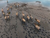 Wild elks run and forage in Dongtaitiaozini Wetland in Yancheng City, Jiangsu Province, China, on October 20, 2024. (