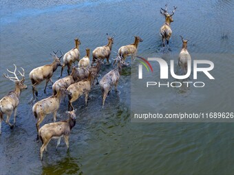 Wild elks run and forage in Dongtaitiaozini Wetland in Yancheng City, Jiangsu Province, China, on October 20, 2024. (