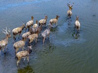 Wild elks run and forage in Dongtaitiaozini Wetland in Yancheng City, Jiangsu Province, China, on October 20, 2024. (