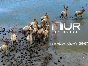 Wild elks run and forage in Dongtaitiaozini Wetland in Yancheng City, Jiangsu Province, China, on October 20, 2024. (