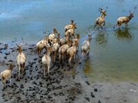 Wild elks run and forage in Dongtaitiaozini Wetland in Yancheng City, Jiangsu Province, China, on October 20, 2024. (