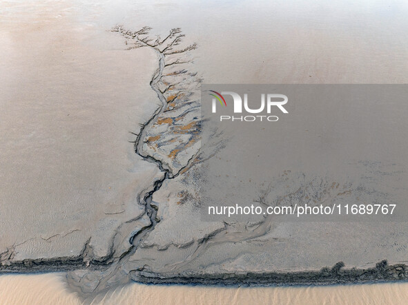 An aerial photo shows the ''tidal tree'' landscape of Dongtaitiaozini wetland in Yancheng City, Jiangsu Province, China, on October 20, 2024...