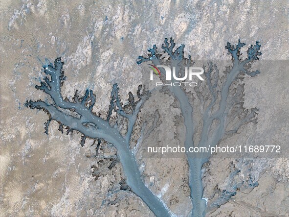 An aerial photo shows the ''tidal tree'' landscape of Dongtaitiaozini wetland in Yancheng City, Jiangsu Province, China, on October 20, 2024...