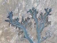 An aerial photo shows the ''tidal tree'' landscape of Dongtaitiaozini wetland in Yancheng City, Jiangsu Province, China, on October 20, 2024...