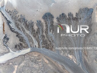 An aerial photo shows the ''tidal tree'' landscape of Dongtaitiaozini wetland in Yancheng City, Jiangsu Province, China, on October 20, 2024...