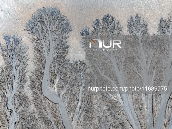 An aerial photo shows the ''tidal tree'' landscape of Dongtaitiaozini wetland in Yancheng City, Jiangsu Province, China, on October 20, 2024...