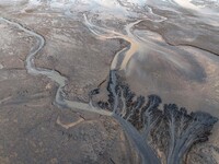 An aerial photo shows the ''tidal tree'' landscape of Dongtaitiaozini wetland in Yancheng City, Jiangsu Province, China, on October 20, 2024...