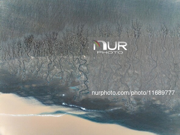 An aerial photo shows the ''tidal tree'' landscape of Dongtaitiaozini wetland in Yancheng City, Jiangsu Province, China, on October 20, 2024...