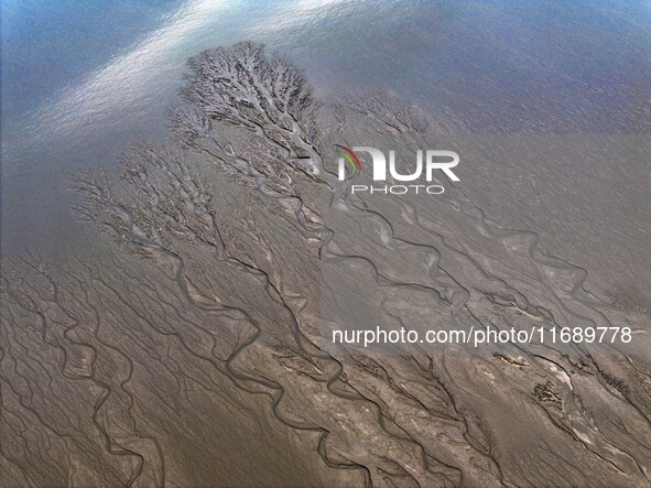 An aerial photo shows the ''tidal tree'' landscape of Dongtaitiaozini wetland in Yancheng City, Jiangsu Province, China, on October 20, 2024...