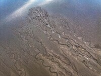 An aerial photo shows the ''tidal tree'' landscape of Dongtaitiaozini wetland in Yancheng City, Jiangsu Province, China, on October 20, 2024...