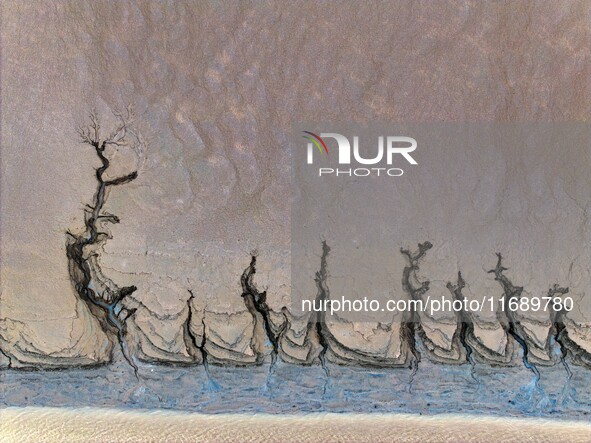 An aerial photo shows the ''tidal tree'' landscape of Dongtaitiaozini wetland in Yancheng City, Jiangsu Province, China, on October 20, 2024...