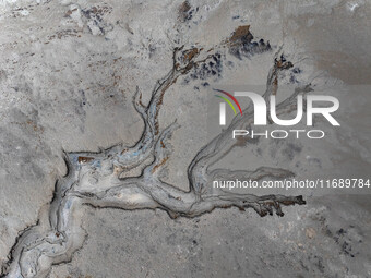 An aerial photo shows the ''tidal tree'' landscape of Dongtaitiaozini wetland in Yancheng City, Jiangsu Province, China, on October 20, 2024...