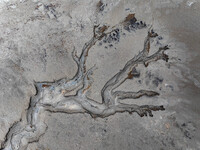 An aerial photo shows the ''tidal tree'' landscape of Dongtaitiaozini wetland in Yancheng City, Jiangsu Province, China, on October 20, 2024...