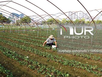 A villager guards strawberries at a strawberry plantation in Xilong village, Chengguan town, Xincheng county, Laibin city, South China's Gua...