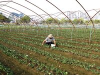 A villager guards strawberries at a strawberry plantation in Xilong village, Chengguan town, Xincheng county, Laibin city, South China's Gua...