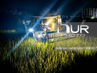 In Laibin, China, on October 20, 2024, a farmer drives an agricultural machine to harvest late rice in Xilong village, Chengguan town, Xinch...