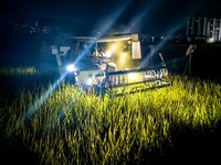 In Laibin, China, on October 20, 2024, a farmer drives an agricultural machine to harvest late rice in Xilong village, Chengguan town, Xinch...