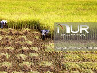 A villager harvests late rice in Banhe village, Chengguan town, Xincheng county, Laibin city, South China's Guangxi Zhuang Autonomous region...