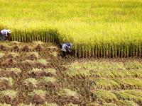 A villager harvests late rice in Banhe village, Chengguan town, Xincheng county, Laibin city, South China's Guangxi Zhuang Autonomous region...