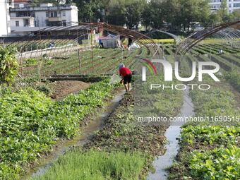 In Laibin, China, on October 21, 2024, a villager waters a vegetable garden in Xilong village, Chengguan town, Xincheng county, Laibin city,...