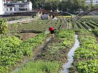 In Laibin, China, on October 21, 2024, a villager waters a vegetable garden in Xilong village, Chengguan town, Xincheng county, Laibin city,...