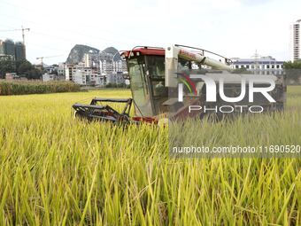 In Laibin, China, on October 21, 2024, a farmer harvests late rice in Xilong village, Chengguan town, Xincheng county, Laibin city, South Ch...