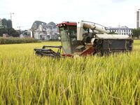 In Laibin, China, on October 21, 2024, a farmer harvests late rice in Xilong village, Chengguan town, Xincheng county, Laibin city, South Ch...