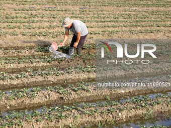 A villager waters strawberries at a strawberry plantation in Xilong village, Chengguan town, Xincheng county, Laibin city, South China's Gua...