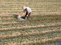 A villager waters strawberries at a strawberry plantation in Xilong village, Chengguan town, Xincheng county, Laibin city, South China's Gua...