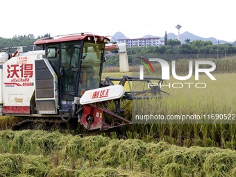 In Laibin, China, on October 21, 2024, a farmer harvests late rice in Xilong village, Chengguan town, Xincheng county, Laibin city, South Ch...